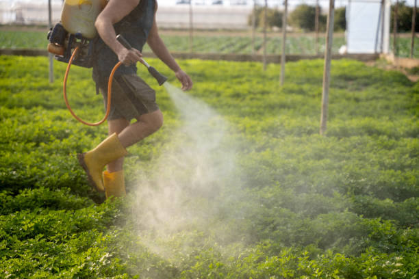 Wasp Removal Services in Metropolis, IL