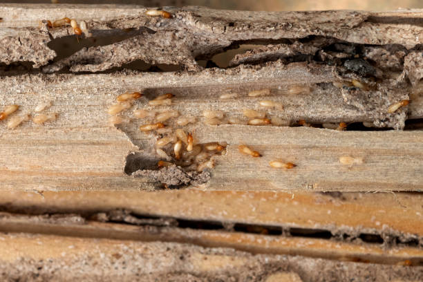 Metropolis, IL Pest Control Company